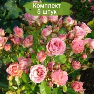 Комплект 5шт / Роза Литтл Дрим (Little Dream) (спрей)