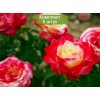 Саженцы миниатюрной розы Дабл Делайт (Double Delight) - 5 шт.: фото и описание