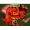 Саженцы чайно-гибридной розы Наранга (Naranga) - 5 шт.: фото и описание