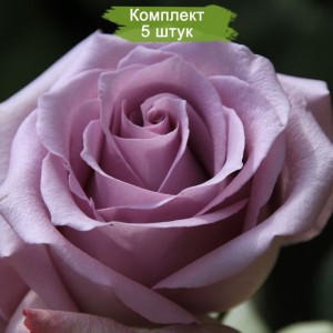 Комплект 5шт / Роза Оушен Сонг (Ocean Song) (чайно-гибридная)