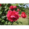 Саженцы плетистой розы Пауль Скарлет / Пол Скарлет (Paul's Scarlet) - 5 шт.: фото и описание