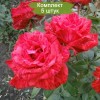 Саженцы чайно-гибридной розы Ред Интуишн (Red Intuition) - 5 шт.: фото и описание