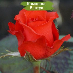 Комплект 5шт / Роза Роял Массай (Royal Massay)