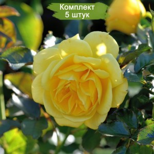 Комплект 5шт / Роза Шутинг Стар (Shooting Star) (кустовая)