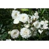 Саженцы почвопокровной розы Снежный балет (Snow Ballet) - 5 шт.: фото и описание