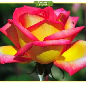 Комплект 5шт / Роза Солидор (Solidor) - 2 (чайно-гибридная)