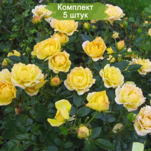 Комплект 5шт / Роза Еллоу Фейри (Yellow Fairy) (почвопокровные)