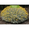 Саженцы сантолины Санта - 5 шт.: фото и описание