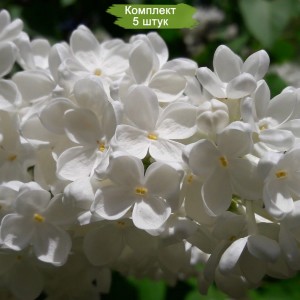 Комплект 5шт / Сеянец Сирень Аваланш (Avalanche)