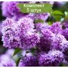 Сеянец Сирени обыкновенной Сенсация - 5 шт.: фото и описание