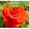 Саженцы штамбовой розы Ремембрэнс (Remembrance) - 5 шт.: фото и описание