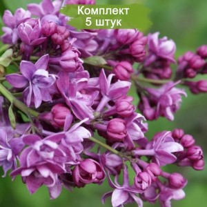 Комплект 5шт / Сирень Аделаида Данбар (Adelaide Dunbar)