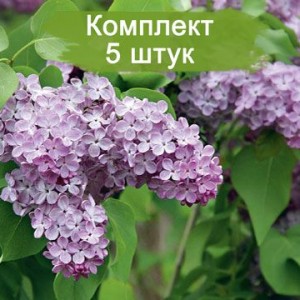 Комплект 5шт / Сирень Лавандер Леди (Lavander Lady)