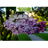 Саженцы сирени Зоя Космодемьянская - 5 шт.: фото и описание