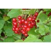 Саженцы смородины Красный Крест - 5 шт.: фото и описание
