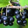 Саженцы черной смородины Литвиновская - 5 шт.: фото и описание
