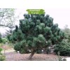 Саженцы сосны Чёрная 20-40 см - 5 шт.: фото и описание