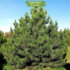 Саженцы сосны Крымская от 150 см - 5 шт.: фото и описание