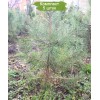 Сеянцы сосны Крымская до 20 см - 5 шт.: фото и описание