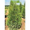 Туя Брабант (Brabant) от 150 см - 5 шт.: фото и описание
