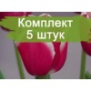 Луковицы тюльпана Фуранд (Furand) - 5 шт.: фото и описание