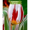Луковицы тюльпана Хэппи Дженерейшн (Happy Generation) - 5 шт.: фото и описание