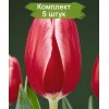Луковицы тюльпана Кунг-фу (Kung Fu) - 5 шт.: фото и описание
