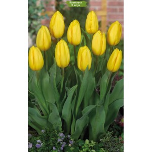 Комплект 5шт / Тюльпан Саами (Saami)