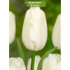 Луковицы тюльпана Сноуборд (Snowboard) - 5 шт.: фото и описание