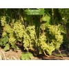 Саженцы винограда Алешенькин (Ранний/Белый) - 5 шт.: фото и описание