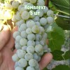 Саженцы Винограда Грушевский белый - 5 шт.: фото и описание