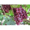 Саженцы винограда Гурман (Ранний/Красный) - 5 шт.: фото и описание