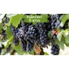 Саженцы винограда Молдова (Поздний/Черный) - 5 шт.: фото и описание