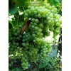 Саженцы винограда Спартанец - Кишмиш (Ранний/Белый) - 5 шт.: фото и описание