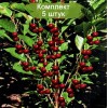 Саженцы колоновидной Вишни Ашинский гибрид - 5 шт.: фото и описание