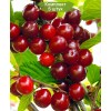 Саженцы вишни войлочная Царевна (Царица) - 5 шт.: фото и описание