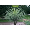 Саженцы юкки Ягодная - 5 шт.: фото и описание