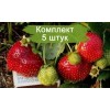 Саженцы земляники Садовая Максим - Гигантелла (Средняя) - 5 шт.: фото и описание