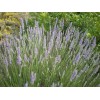 Саженец лавандина Ричард Грей (Richard Grey): фото и описание