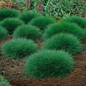 Output: Овсяница метельчатая Хоббит (Hobbit)