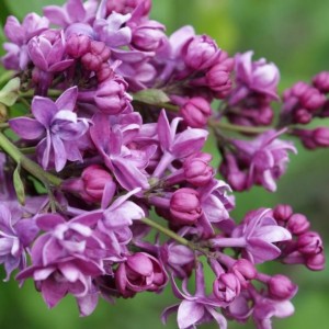 Сеянец Сирень Аделаида Данбар (Adelaide Dunbar)