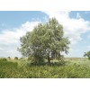 Саженец тополя Белый (Серебристый) 60-100 см: фото и описание