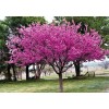 Саженец церциса Розовый шарм (саженец до 50 см.): фото и описание