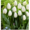 Луковица тюльпана Уайт Принц (White Prince): фото и описание