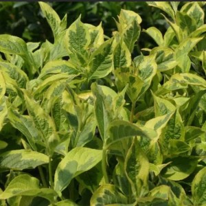 Вейгела пестролистная Костериана вариегата