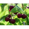 Саженец Вишни Краснодарская сладкая: фото и описание