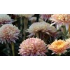 Саженец хризантемы мультифлора Арес Шампань (Ares Champagne) (Шампань): фото и описание