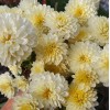 Саженец хризантемы мультифлора Осса (Светло-желтая): фото и описание