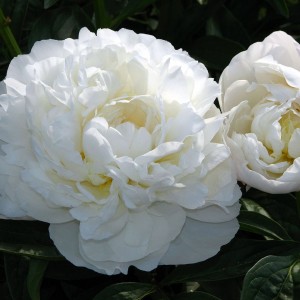 Пион Амалия Олсон (Amalia Olson) - Б