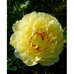 Пион Бартзелла (Bartzella) - Ж